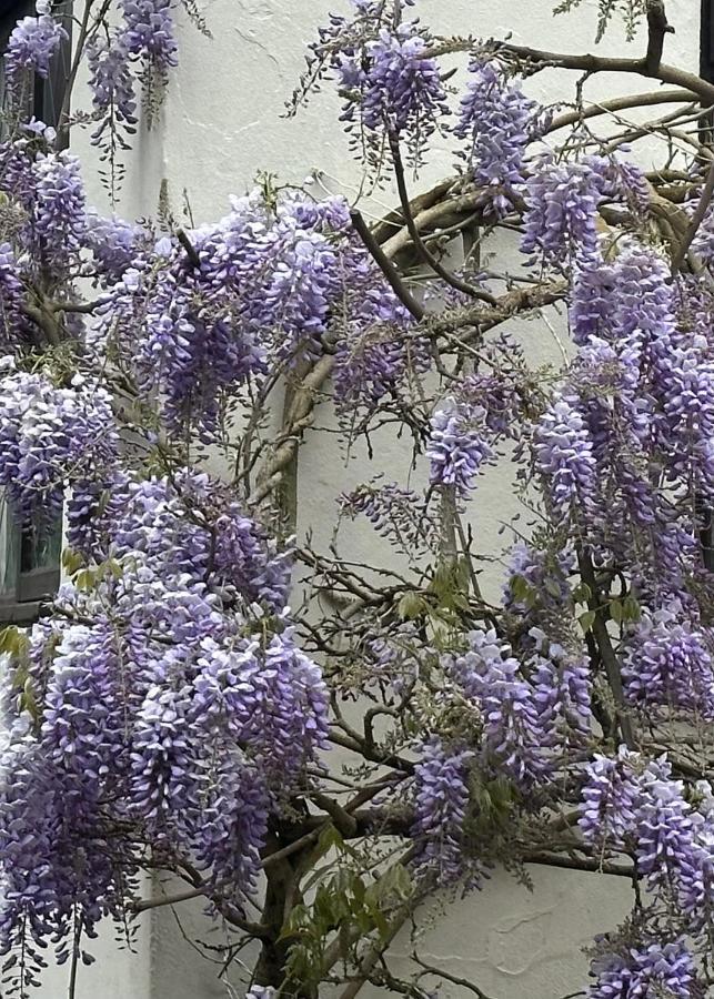 Manor Lodge Guesthouse Keynsham Bagian luar foto